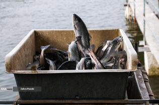 برداشت شب یلدایی ماهی قزل آلا