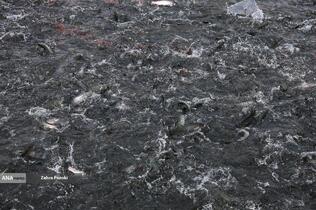 برداشت شب یلدایی ماهی قزل آلا