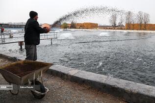 برداشت شب یلدایی ماهی قزل آلا