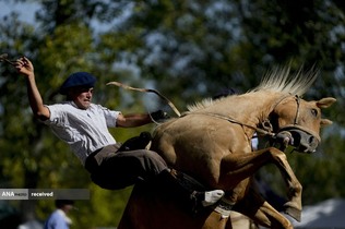 سوارکار آرژانتینی در حین مسابقه رودئو در آرژانتین