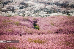 شکوفه&zwnj;های سیب در گوئیانگ، چین