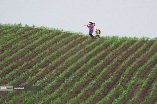 کشاورزی در زمین های زراعی در استان سیچوان، چین