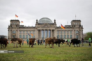 گله&zwnj;ای از گاوها در خارج از ساختمان رایشستاگ در جریان اعتراض فعالان صلح سبز و حقوق حیوانات در برلین، آلمان