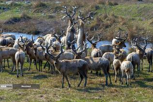 گله&zwnj;ای از آهوها در منطقه حفاظت شده طبیعی در یانچنگ، چین