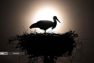 لانه لک لک در باغ پرندگان در کونوا، ایتالیا