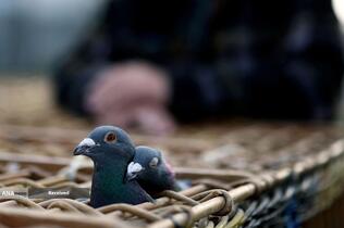 در حاشیه مسابقه کبوترهای در ساوت شیلدز، انگلستان