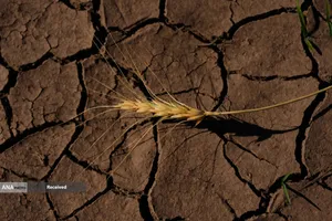 آسیب مزارع گندم آمریکا بدلیل خشکسالی
