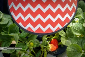 تولید ملی برای آبادانی مناطق محروم