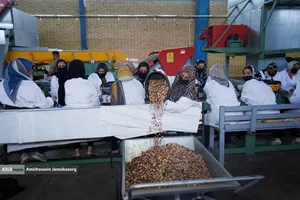 تولید برای محرومیت زدایی - باغ پسته