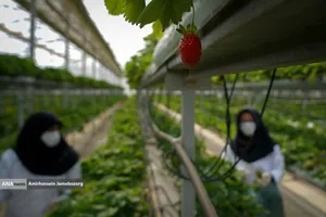 تولید ملی برای آبادانی مناطق محروم