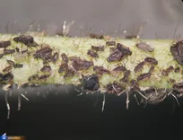 تولید سموم دفع آفات نباتی با استفاده از ترکیبات طبیعی