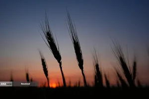 آسیب مزارع گندم آمریکا بدلیل خشکسالی