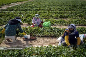 تولید ملی برای آبادانی مناطق محروم