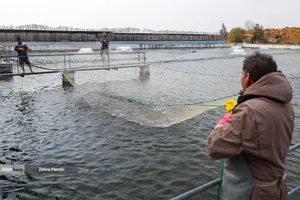 برداشت شب یلدایی ماهی قزل آلا
