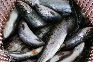 برداشت شب یلدایی ماهی قزل آلا