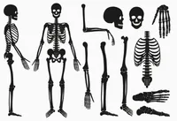 چرا استخوان‌های نوزادان بیشتر از بزرگسالان است؟