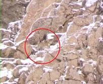 مشاهده و ثبت تصویر پلنگ ایرانی در پارک ملی لار تأیید شد