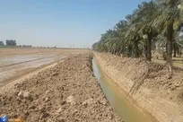 نوید تولید محصول در  ۲۲ هکتار زمین زراعی دانشگاه آزاد اهواز/ ۱۰ هکتار شلتوک برنج کشت شد