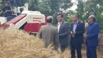 آغاز برداشت گندم از مزرعه آموزشی و تحقیقاتی دانشگاه آزاد اسلامی بابل