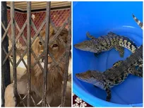 شیر، عقاب طلایی و تمساح در شهریار کشف شد؛ برخورد قاطع محیط زیست با متخلفان