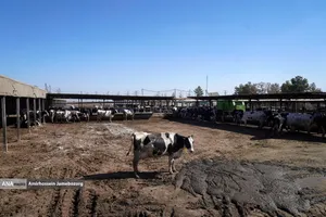 رفع محرومیت با تولید ملی - گاوداری