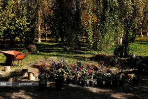 گل های داوودی