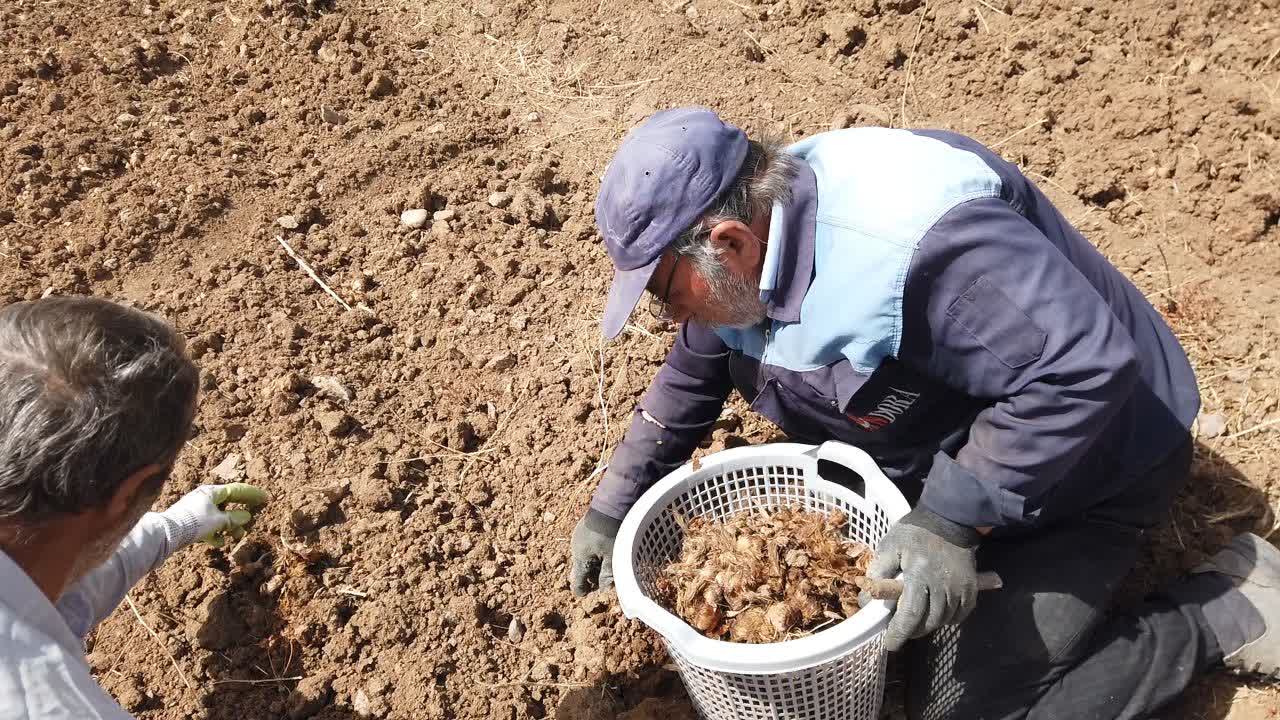 گامی بلند به سوی کشاورزی مدرن؛ نخستین کشت مکانیزه زعفران در استان زنجان توسط دانشگاه آزاد ابهر رقم خورد