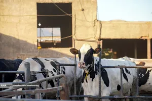 رفع محرومیت با تولید ملی - گاوداری