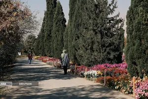 گل های داوودی