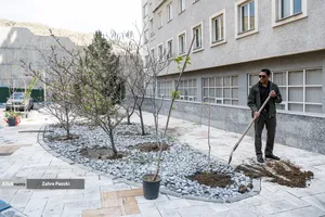 کاشت نهال امید