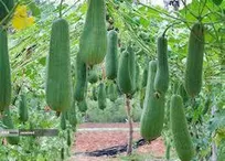 اشتغالزایی با تولید و تکثیر گیاهان دارویی در مرکز تحقیقات دیلمستان