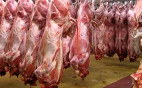 واردات ۵ درصدی و ذخایر راهبردی گوشت قرمز در سال جاری