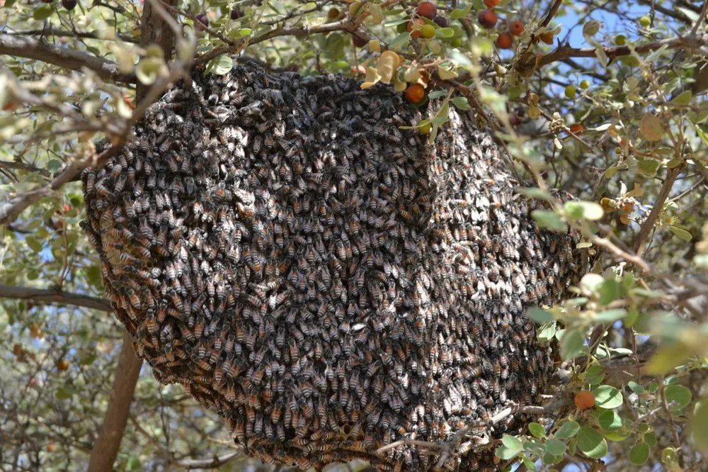 زنبور وحشی