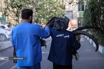 دستگیری سارق خودرو در محله خانی آباد