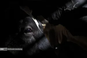 رفع محرومیت با تولید ملی - گاوداری