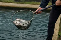 پروبیوتیک ساخت ایران، تجربه مصرف ماهی و میگوی سالم را ممکن کرد