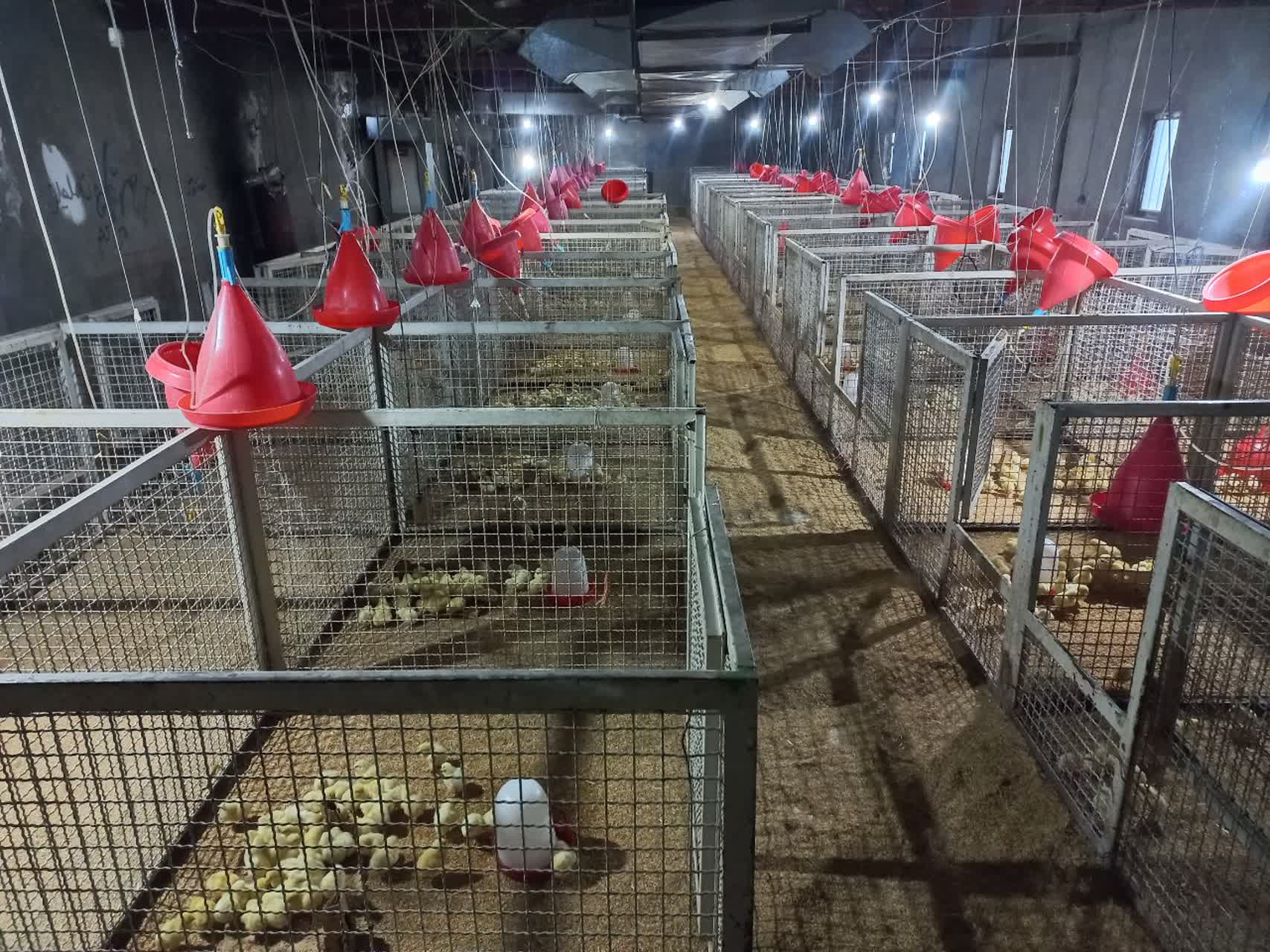 فیلم و عکس| از انبار خاک‌خورده تا مرکز تولیدی ۷۰ باکس تحقیقاتی؛ مجتمع مرغداری یاسوج با ظرفیت ۵ هزار قطعه جوجه گوشتی کلید خورد