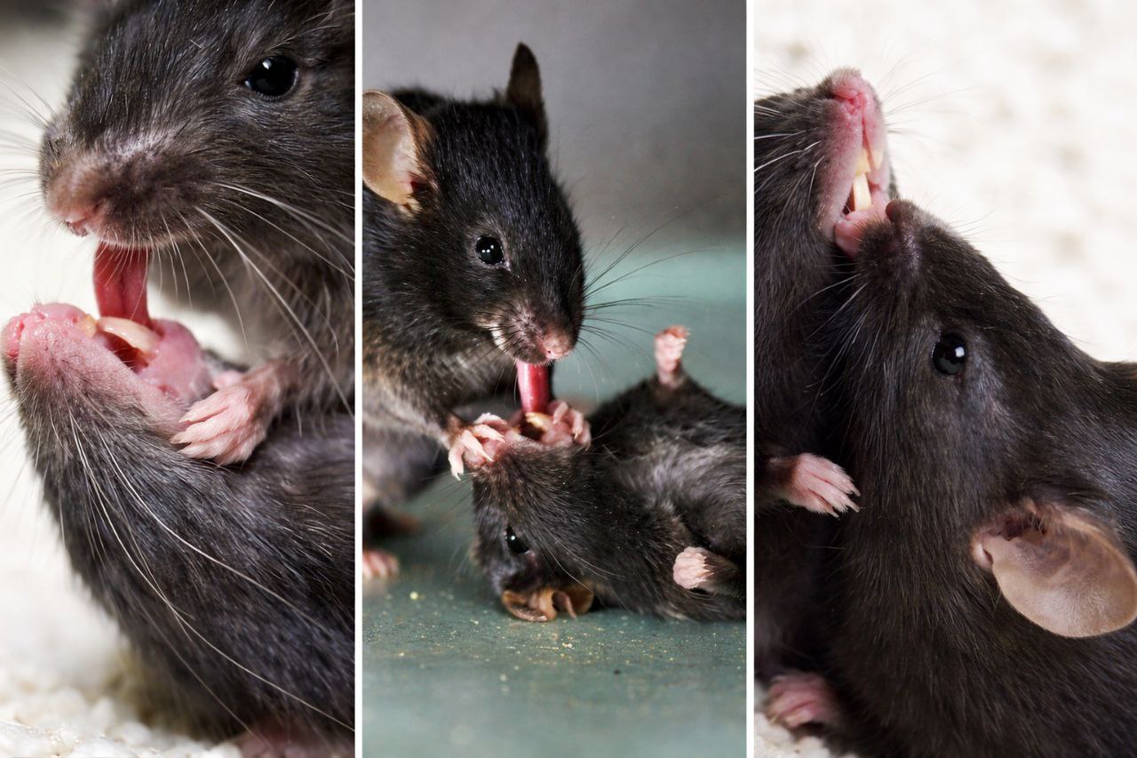 رفتاری شبیه کمکهای اولیه در موشها دیده شد رفتاری شبیه کمکهای اولیه در موشها دیده شد