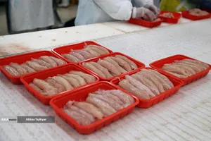 آغاز واردات ریلی مواد اولیه داروی دامپزشکی از چین 
