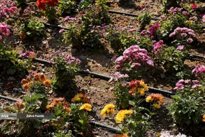 گل های داوودی