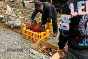 جمعه&zwnj; بازار &laquo;جویبار&raquo;