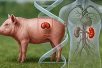 یک گام به جلو در نبرد با کمبود اعضای پیوندی