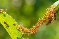 استراتژی شگفت‌انگیز مورچه‌ها که می‌تواند آینده رباتیک را متحول کند