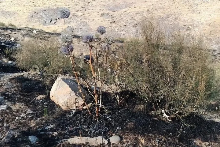 مهار آتش