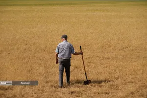 آسیب مزارع گندم آمریکا بدلیل خشکسالی