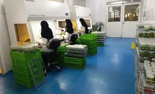 تولید انبوه نشا و نهال با فناوری نوین؛ آزمایشگاه کشت بافت «پُرآور یاخته» در دانشگاه آزاد ورامین