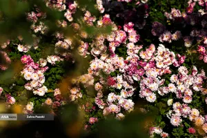 گل های داوودی