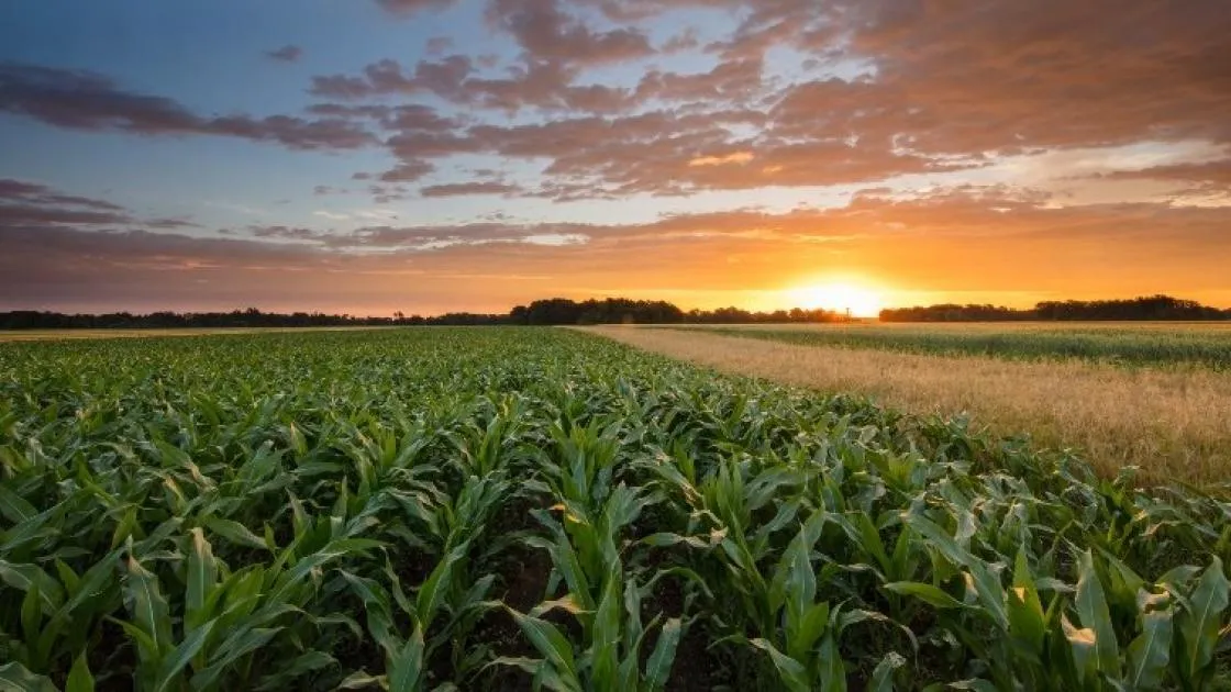 Iranian Knowledge-Based Company Finds Solution to Reduce Consumption of Pesticides in Farms