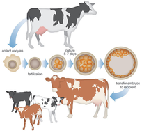 Iran Sells Livestock Embryo Production Technology to Russia