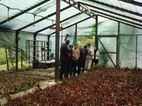 احیای گلخانه تولیدی دانشگاه آزاد نور با تکثیر ۵۰ هزار اصله قلمه